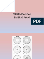 Embrio Ayam