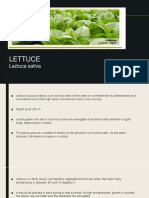 Lettuce: Lactuca Sativa