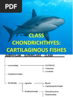 CHONDRICHTHYES