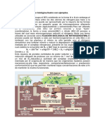 Fijación de Nitrogeno Bio