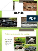 Prezentare Biologie Reptile