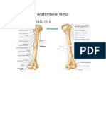 anatomia del femur.docx