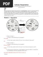 13 Cellular Respiration-KEY