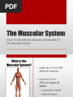 Goal: To Describe The Structure and Function of The Muscular System