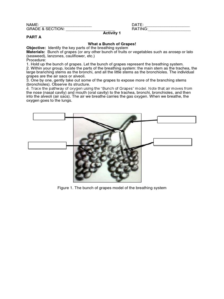 Activity 1 Part A What a Bunch of Grapes! Objective Identify the key