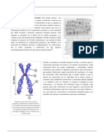 cromosoma.pdf