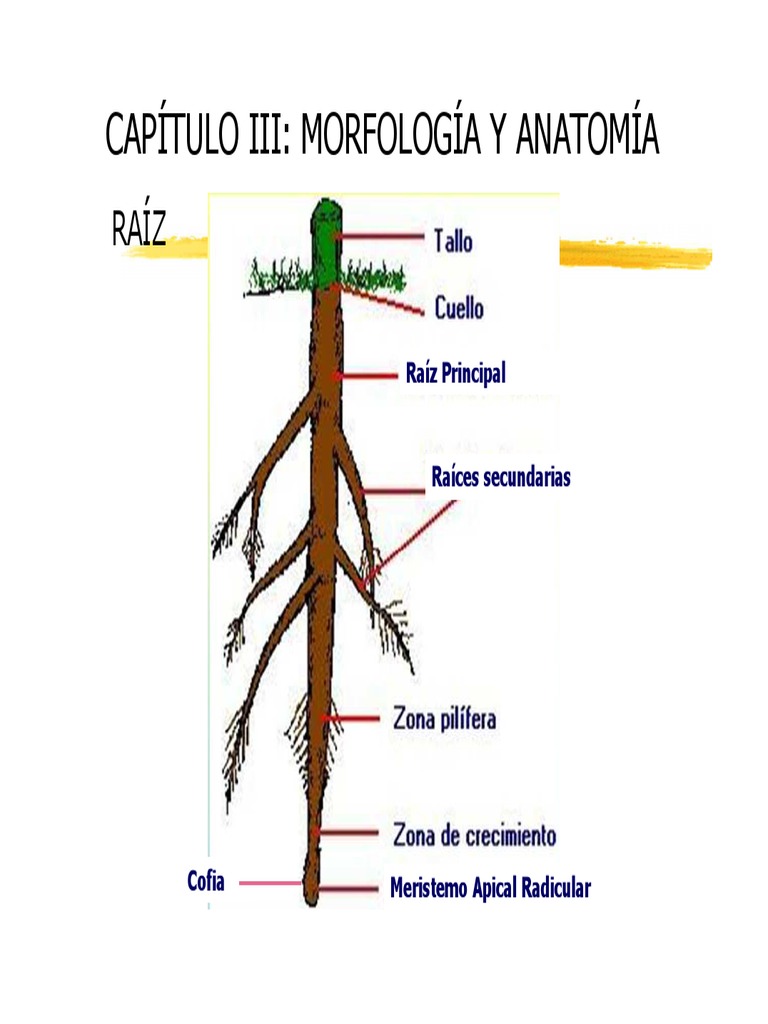 Morfología y Anatomía de Plantas | PDF | Tallo de la planta | Hoja