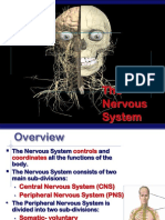 The Nervous System: AP Biology