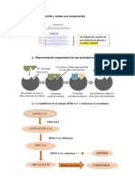 biología- SHARON GUEVARA TIQUILLAHUANCA.docx