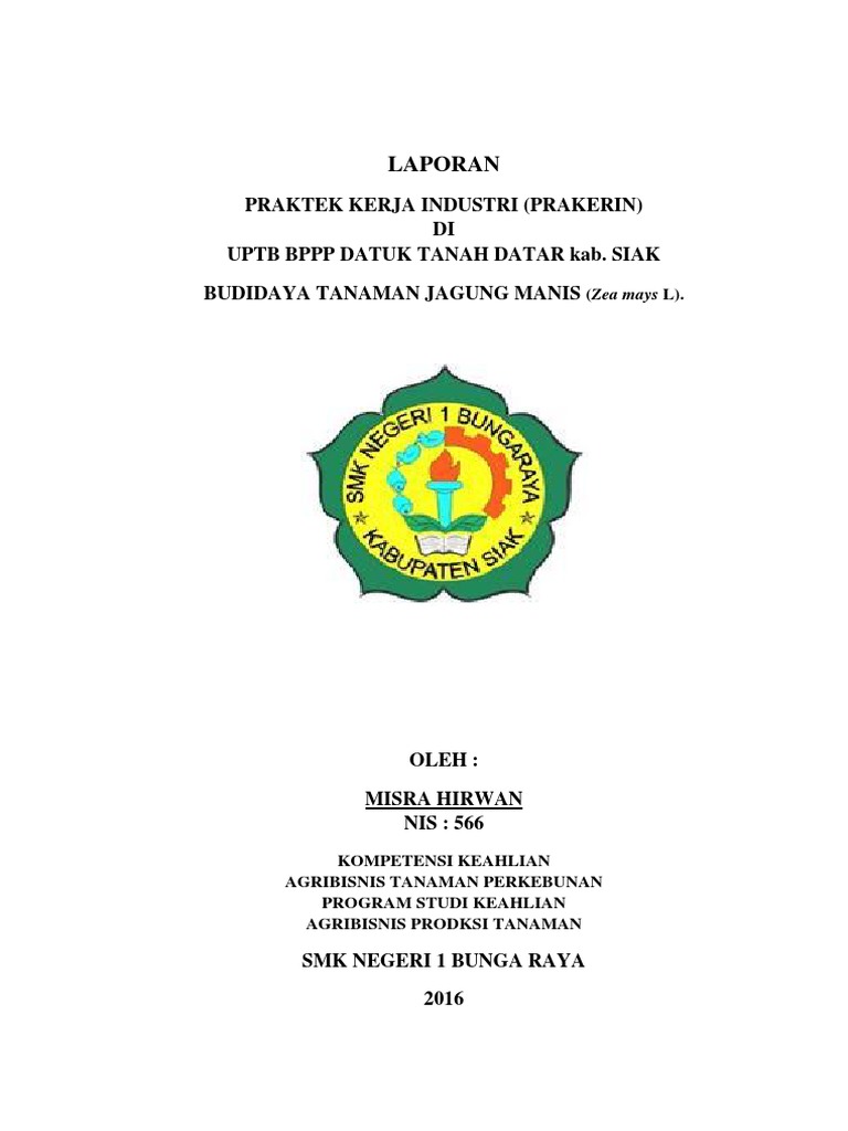 Laporan Jagung Manis