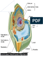 Plant Cell Diagram