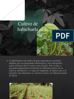 Cultivo de Habichuela