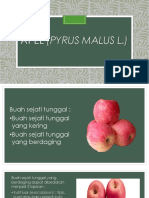 Apel (Pyrus Malus L