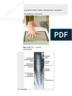 Anatomia Demonstrada em Raio-X - Dedos e Mão