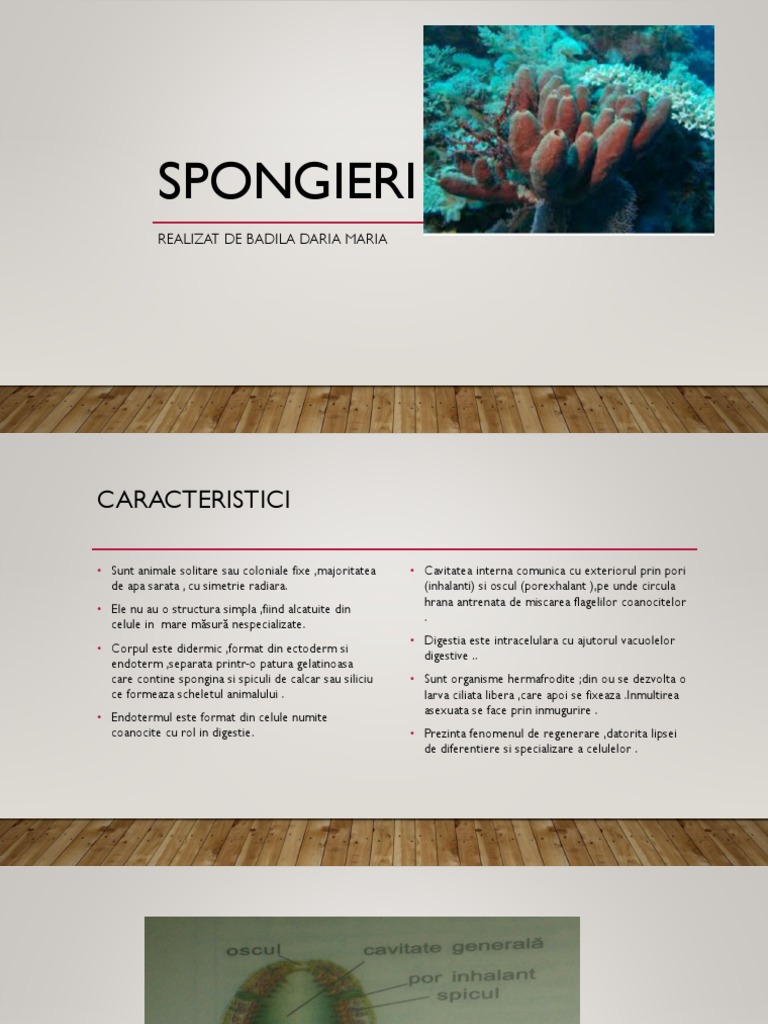 1 Spongieri | PDF