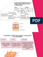 Estructura y funciones de la piel humana