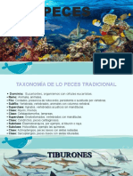 La taxonomía y características de los tiburones