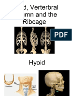 hyoid vertebral column 