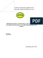 Informe de Acaro en Maiz Tetranychus SP