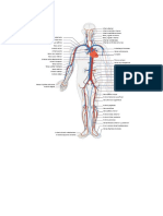 Anatomia y Fisiologia Del Aparato Circulatorio 2
