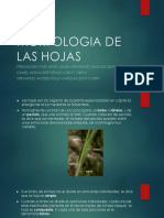 Morfologia de Las Hojas