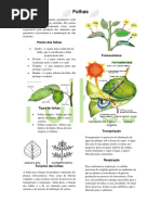 Trabalho de Biologia