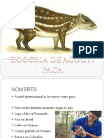 Zoocria de Agouti Paca