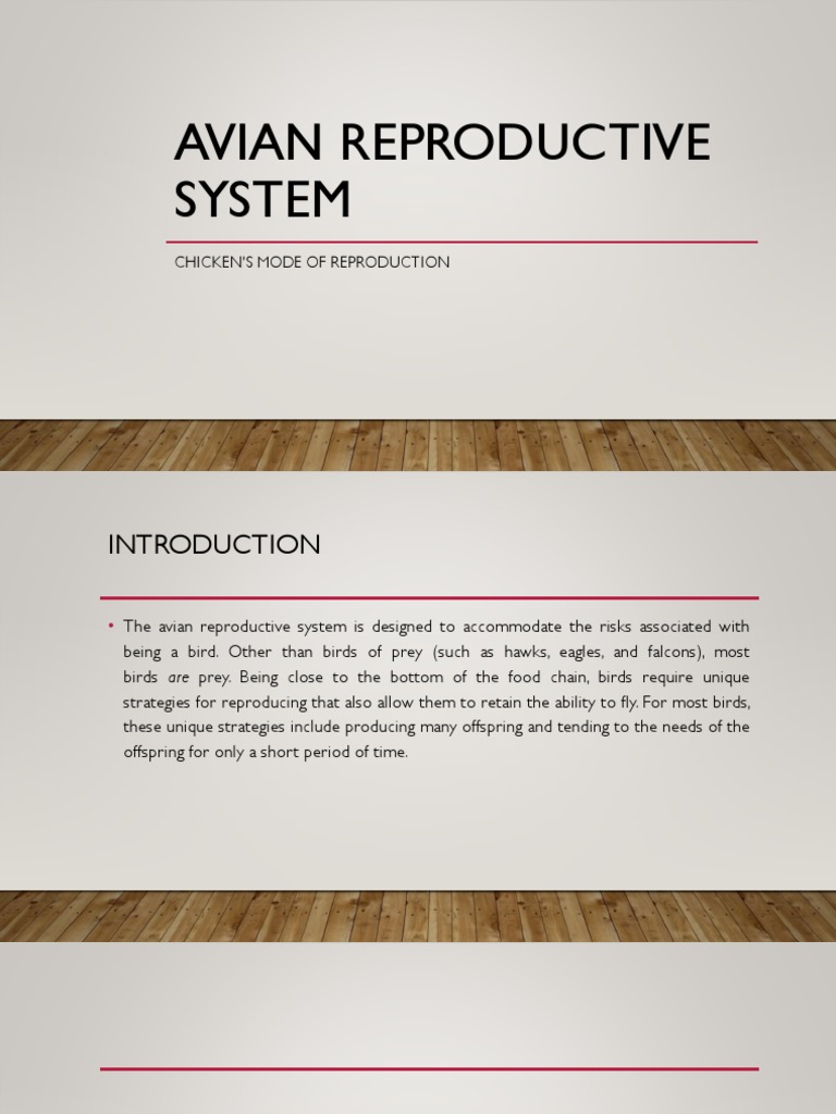 Period Or Not The Avian Reproductive System Explained - fv211o7