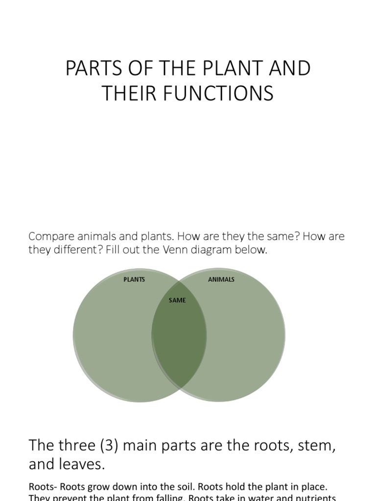 Plant Parts and Their Functions | PDF