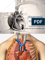 Anatomía cardíaca