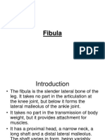 Fibula 1