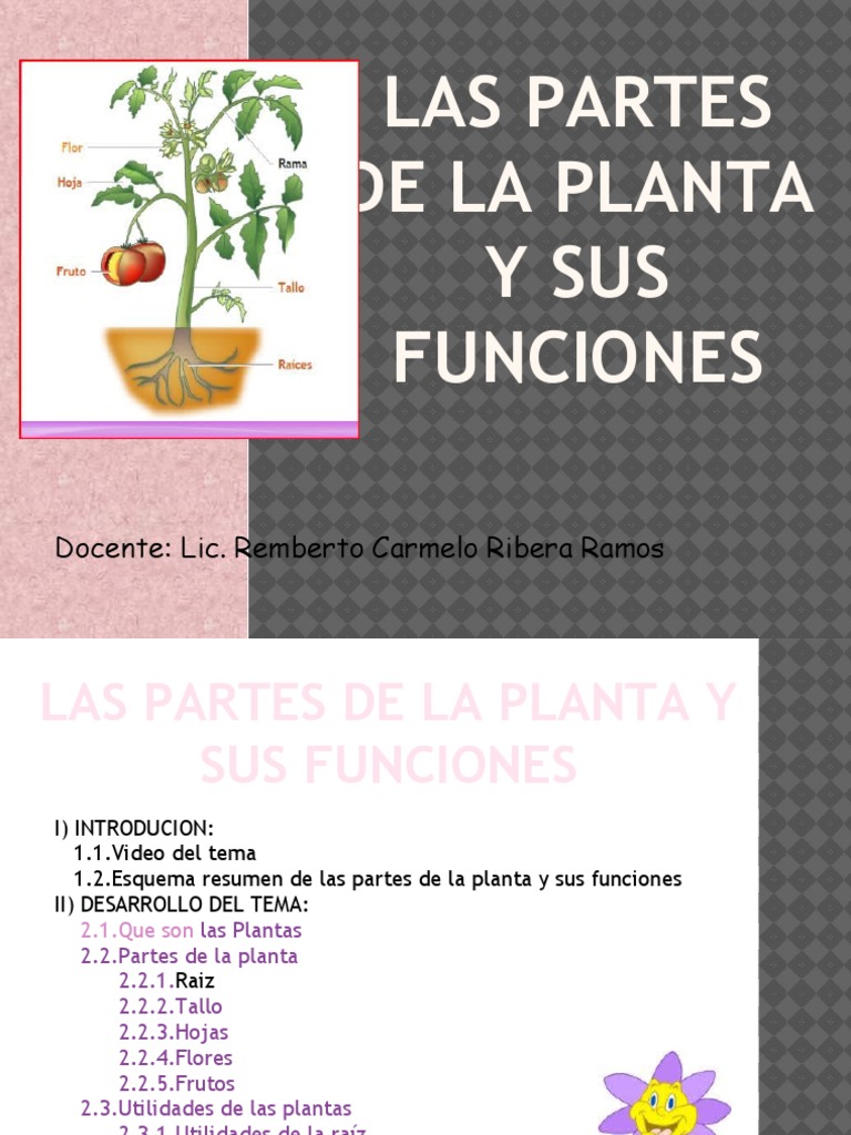 Partes de la Planta y sus Funciones | PDF | Raíz | Plantas