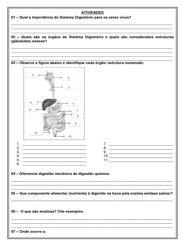 Atividades 8º Ano - Sistema Digestório | PDF | Sistema digestivo humano ...
