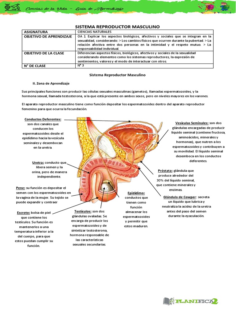 Sistema Masculino Semen Testiculo