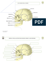 Huesos Del Craneo Rotular