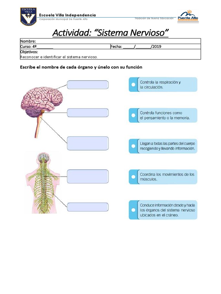 Nombres y funciones del sistema nervioso | PDF | Cerebro | Nervio