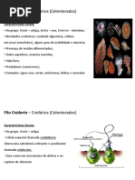 Filó cnidaria 