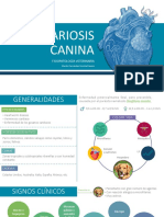 Dirofilariosis Canina 