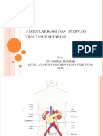 Vaskularisasi dan inervasi tractus urinarius.pptx