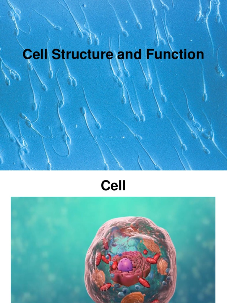 Cell Parts and Its Function DLL PDF Endoplasmic Reticulum Cell