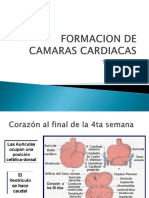 Formacion de Camaras Cardiacas