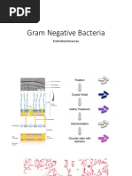 Gram Negative Bacteria: Enterobacteriaceae