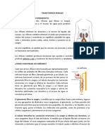 Glomerulonefritis Exposicion Final