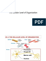 The Cellular Level of Organization