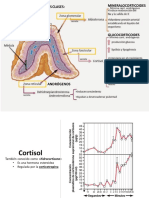 Cortisol y Enfermedad de Adisson