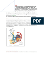 Sistema Respiratorio