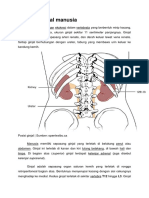 Anatomi ginjal manusia