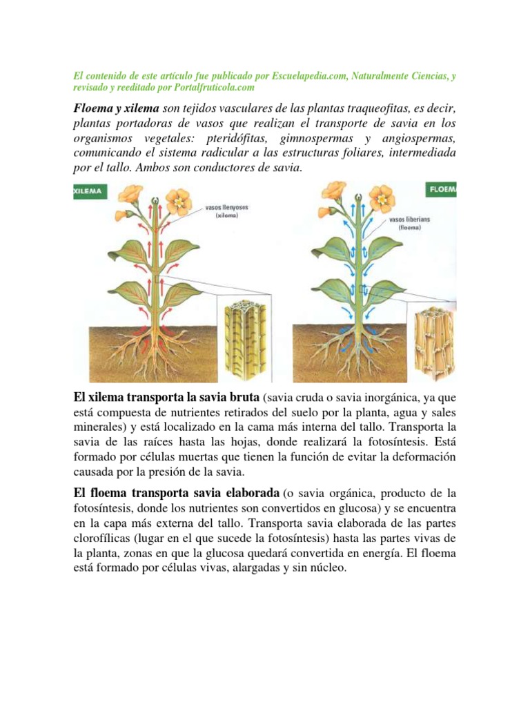 Fisiologia Vegetal. Xilema y Floema | PDF | Raíz | Plantas