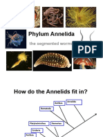 Annelida Phylum