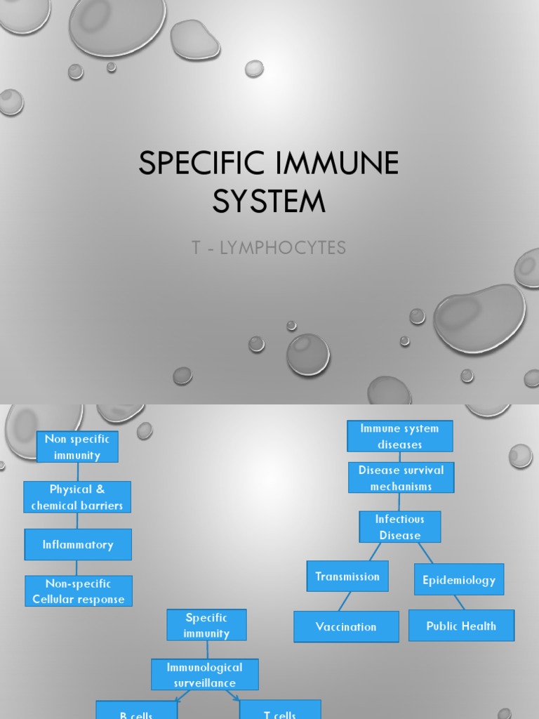 Structure and Function of T Lymphocytes | PDF | Lymphocyte | Cytotoxic ...